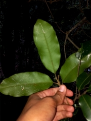 Mischocarpus pyriformis