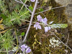 Veronica multifida
