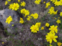 Senecio glaucus