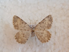 Charissa glaucinaria