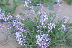 Matthiola fruticulosa