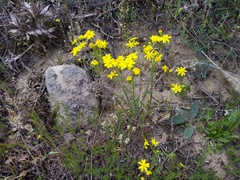 Senecio glaucus