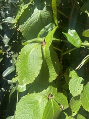 Cyphostemma hypoleucum