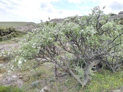Pyrus salicifolia