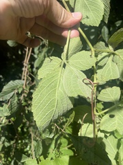 Cyphostemma hypoleucum