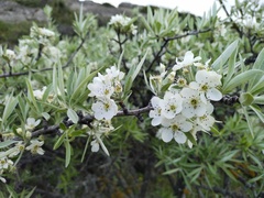 Pyrus salicifolia