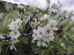 Pyrus salicifolia