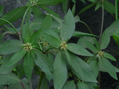 Euphorbia heterophylla