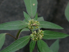 Euphorbia heterophylla