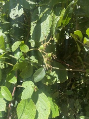 Cyphostemma hypoleucum