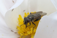 Helophilus