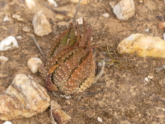 Tulista pumila