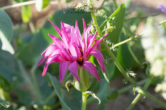 Tragopogon porrifolius