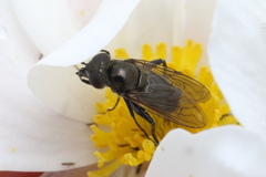 Helophilus