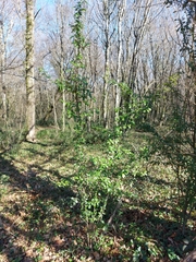 Buxus sempervirens