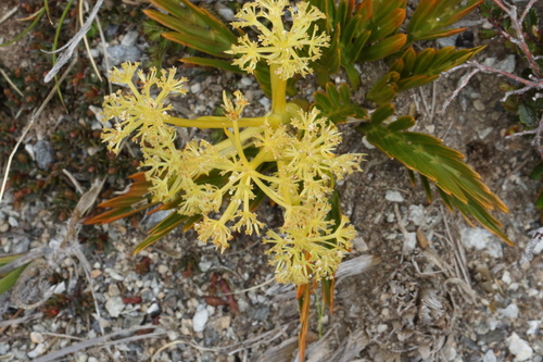 Aciphylla similis (Aciphylla similis)