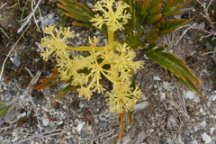 Aciphylla similis