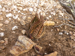 Tulista pumila