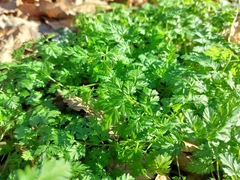 Anthriscus cerefolium