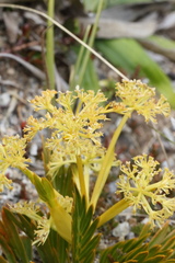Aciphylla similis