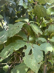 Cyphostemma hypoleucum