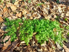 Anthriscus cerefolium