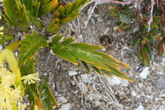 Aciphylla similis