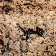 Eulalia microphylla