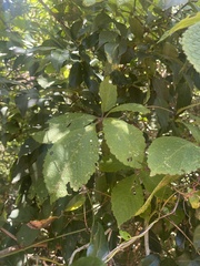 Cyphostemma hypoleucum