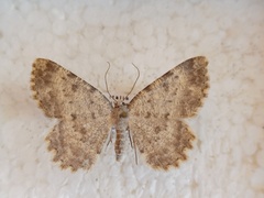 Charissa glaucinaria