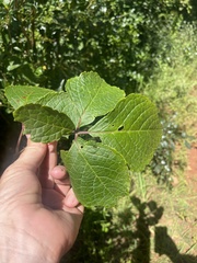 Cyphostemma hypoleucum