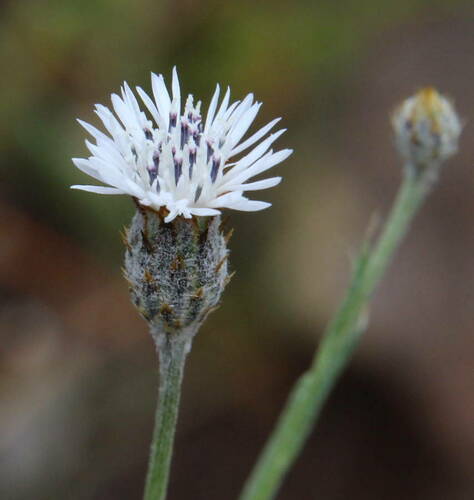 Volutaria canariensis image