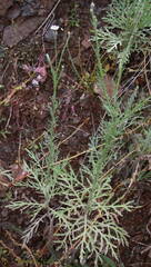 Volutaria canariensis image