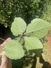 Cyphostemma hypoleucum