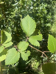 Cyphostemma hypoleucum