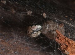 Cryptachaea veruculata