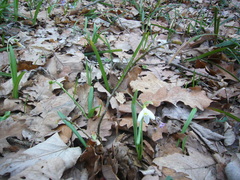 Galanthus plicatus