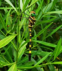 Phyllomacromia picta