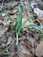 Galanthus plicatus