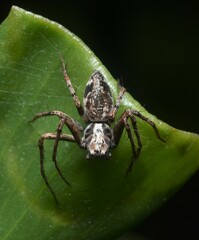 Oxyopes variabilis