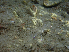 Ancylomenes holthuisi