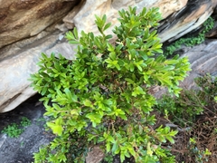 Diospyros glabra