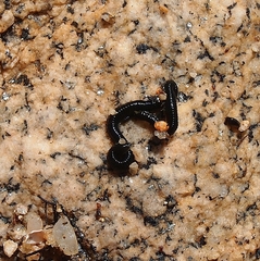 Eulalia microphylla