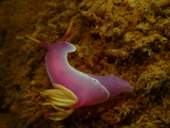 Hypselodoris apolegma