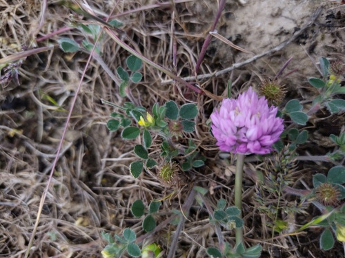 Allium rubellum, photograph 3