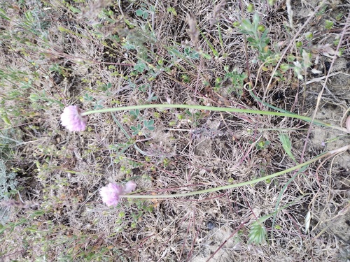 Allium rubellum, photograph 4