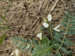 Astragalus guttatus