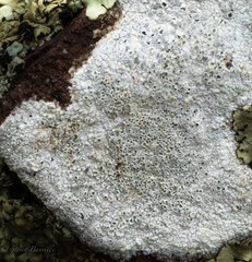 Lecanora