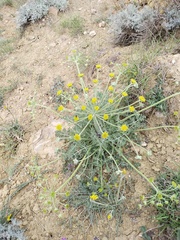 Zosima absinthifolia