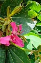 Bauhinia purpurea